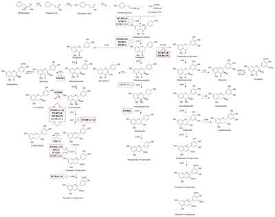 The molecular basis of flavonoid biosynthesis response to water, light, and temperature in grape berries